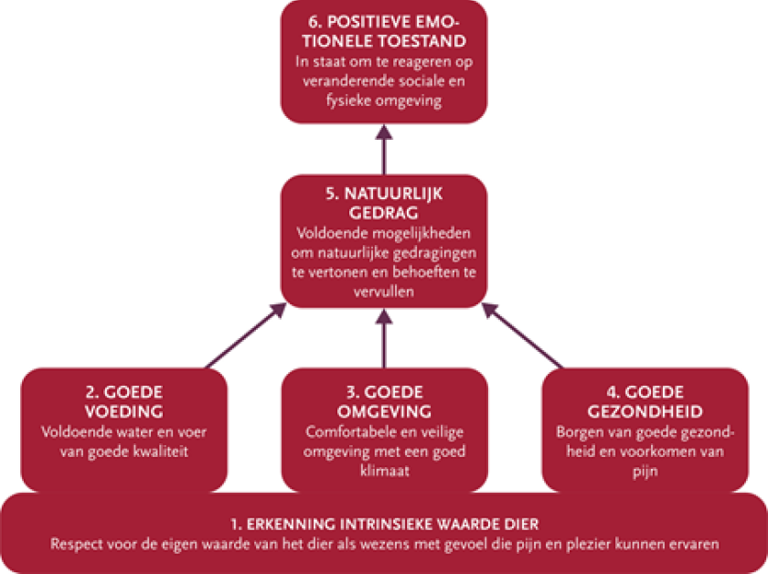 Zes principes dierenwelzijn - Raad voor Dieraangelegenheden