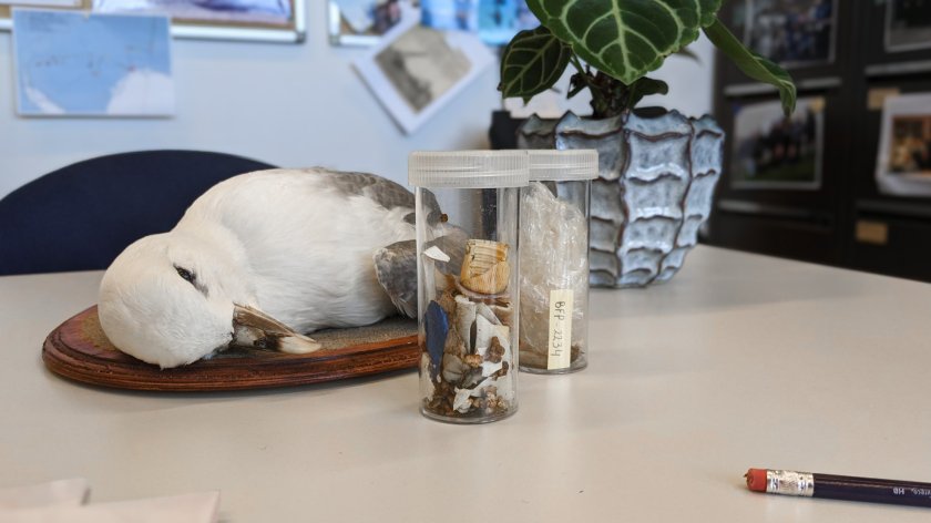 Stormvogelreportage 5.jpg