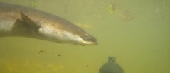 Silver eel swimming past an acoustic receiver