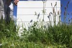 Inzichtelijk maken van botanische samenstelling kruidenrijk grasland op proefveld . Inzichtelijk maken van botanische samenstelling kruidenrijk grasland op proefveld .