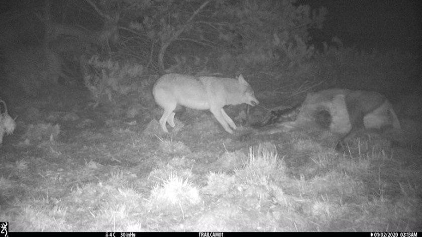 Wolf bij een dood edelhert. (Bron: ARK Natuurontwikkeling)