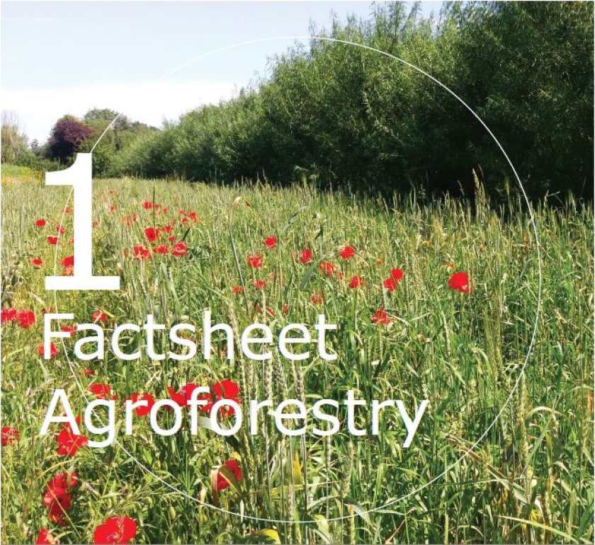 Factsheet Agroforestry