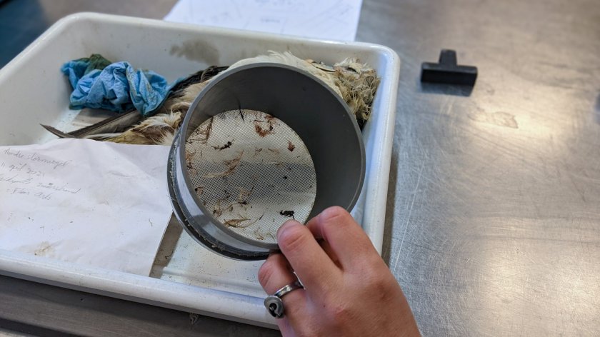 Om ook de allerkleinste stukjes plastic te verzamelen, worden de stormvogelmagen uitgespoeld boven een filter. (Foto: Harm ten Napel)