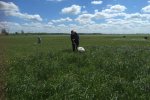 Student vangt met slagnet insecten in kruidenrijk grasland. Student vangt met slagnet insecten in kruidenrijk grasland.