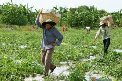 Farmers on a watermelon plantation in the Mekong Delta. Photo: Xuanhuongho / Shutterstock.com