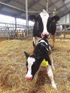 Louise1946 met pasgeboren kalf Ymkje Louise. Het kalfje is vernoemd naar de biotechnicus van Dairy Campus, Ymkje, die dienst had tijdens de nacht van de bevalling.