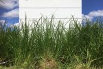 Gewasstructuur van Engels raaigras op proefveld van Dairy Campus. Gewasstructuur van Engels raaigras op proefveld van Dairy Campus.