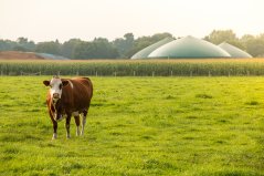 biogas_koe_shutterstock_362633309_1000px.jpg