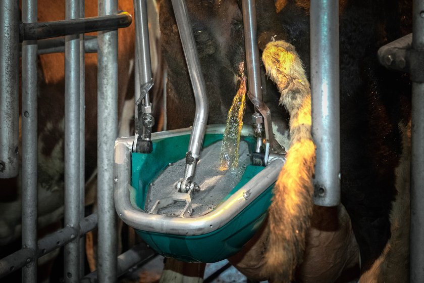 Koe urineert in de Hanskmap CowToilet Koe urineert in de Hanskmap CowToilet