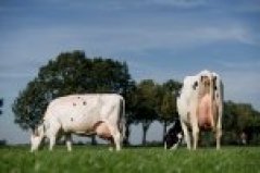 Ruwvoer_vs_krachtvoerkoeien2.jpg