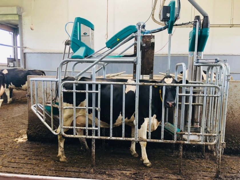 CowToilet