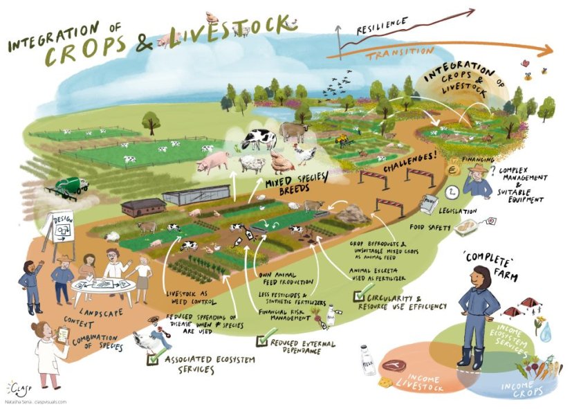 10_Intercropping_And_Livestock_ (1).jpg