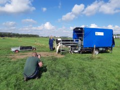 Voor dit onderzoek zijn ook twee mobiele units in de weide  geplaatst. Projectleider Cindy Klootwijk houdt een oogje in het zeil. 
