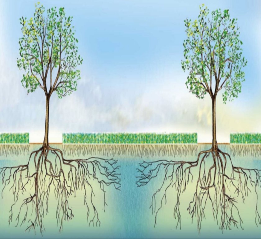 Effecten van agroforestry op de waterhuishouding en functionele agro biodiversiteit