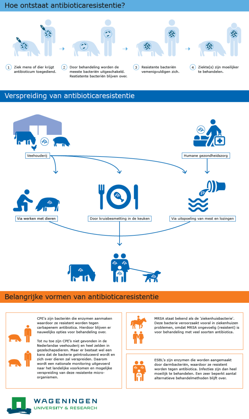 Klik op de infographic over antibioticaresistentie om deze te vergroten