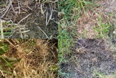 Kiemplanten na doorzaaien op vier proefveldjes Kiemplanten na doorzaaien op vier proefveldjes